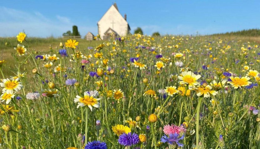 The 5 flower fields in Hampshire that are definitely made for