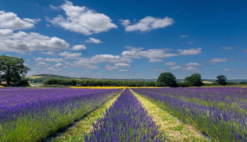 The 5 flower fields in Hampshire that are definitely made for