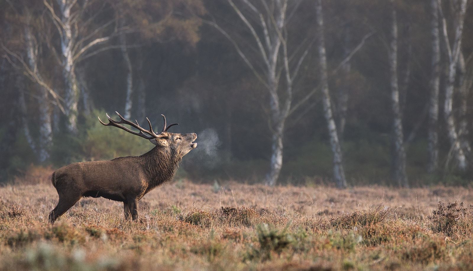 OUTDOORS: Winter survival a struggle and skill for deer - Newmarket News