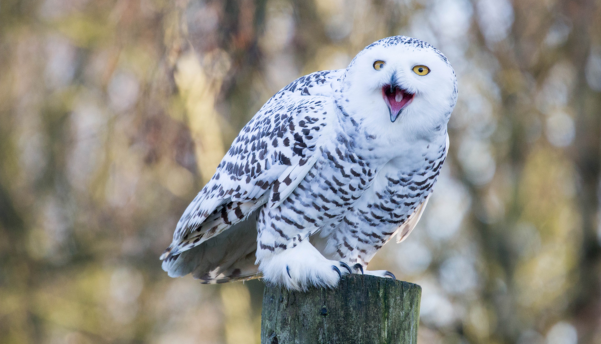 Birds of prey  London Wildlife Trust